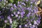 Aster alpinus \'Dunkle Shone\' (Dark Beauty) blossoming.