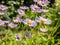 Aster alpinus flowers