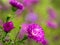 Aster alpinus flowers