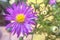 Aster amellus