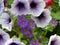 Aster - Asteraceae - and Petunia -Petunioideae - growing together, taken from a hanging basket in England