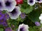 Aster - Asteraceae - and Petunia -Petunioideae - growing together, taken from a hanging basket in England