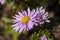 Aster Autumn Jewels `Rose Quartz`