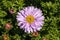 Aster Autumn Jewels `Rose Quartz`