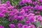 Aster beds growing in the park