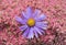 Aster blossom and pink stonecrop background