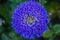 Aster blue flower macro