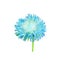 Aster. Blue flower, Spring flower. Isolated