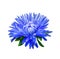 Aster. Blue flower, Spring flower. Isolated on