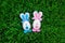 Aster bunny  eggs