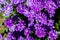 Aster called Henry I Purple - Aster of New Belgium New York Aster autumn flowers