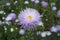 Aster callistephus needle pale violet flower with yellow center