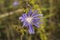 Aster cordifolius Blue wood aster.