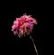 Aster. Dried dead flower isolated on black background. Sample of a flower in oriental style with pastel colors.