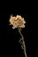 Aster. Dried dead flower isolated on black background. Sample of a flower in oriental style with pastel colors.