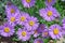 Aster Dumosus Violet Daises Floral Portrait