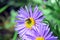 Aster Dumosus Violet Daises Flowers with Bee