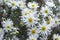 Aster ericoides blooming autumn white aster flower with white petals and yellow center