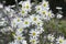 Aster ericoides blooming autumn white aster flower with white petals and yellow center