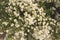 Aster ericoides or White Cutter flower.