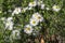 Aster ericoides white heath asters flowering plants, beautiful autumnal flowers in bloom