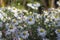 Aster ericoides white heath asters flowering plants, beautiful autumnal flowers in bloom