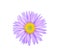 Aster flower