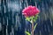 Aster flower on the background tracks of raindrops