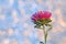 Aster flower on bokeh background