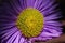 Aster flower close-up