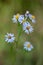 Aster Flower Cluster - Pastel Colors