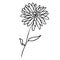 aster flower drawing, aster flower drawing tattoo, drawing aster September flower tattoo, aster september birth flower tattoo