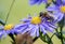 Aster flower and an insect in a garden