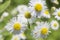 Aster flowers in garden