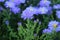 Aster Flowers Lavender - Asters bloom summer to fall