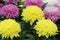 Aster flowers yellow and pink color. Variety of choice of flowering asters in the store for the garden