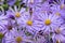 Aster x frikartii `Monch`