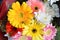 Aster, gerbera and daisy flowers yellow red and pink with drops of water