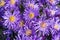 Aster `Herfstweelde` Autumn Wealth