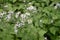 Aster macrophyllus with white flowers