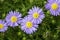 Aster microcephalus