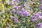 Aster, New England (Symphyotrichum novae-angliae
