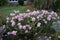 Aster novae-angliae `Rosa Sieger` with rosy flowers in October. Aster is a genus of perennial flowering plants. Berlin, Germany