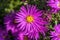 Aster novi belgii `Dandy`