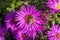 Aster novi belgii `Dandy` and bee