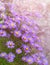 Aster novi-belgii in garden flowerbed in autumn