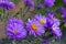 Aster perennial blue blooms in the garden