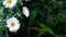 Aster perennial. Purple flower on the flowerbed.