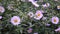 Aster perennial. Purple flower on the flowerbed.