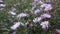 Aster perennial. Purple flower on the flowerbed.